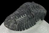 5" Large, Drotops Trilobite With Good Eyes - Mrakib, Morocco - #171548-3